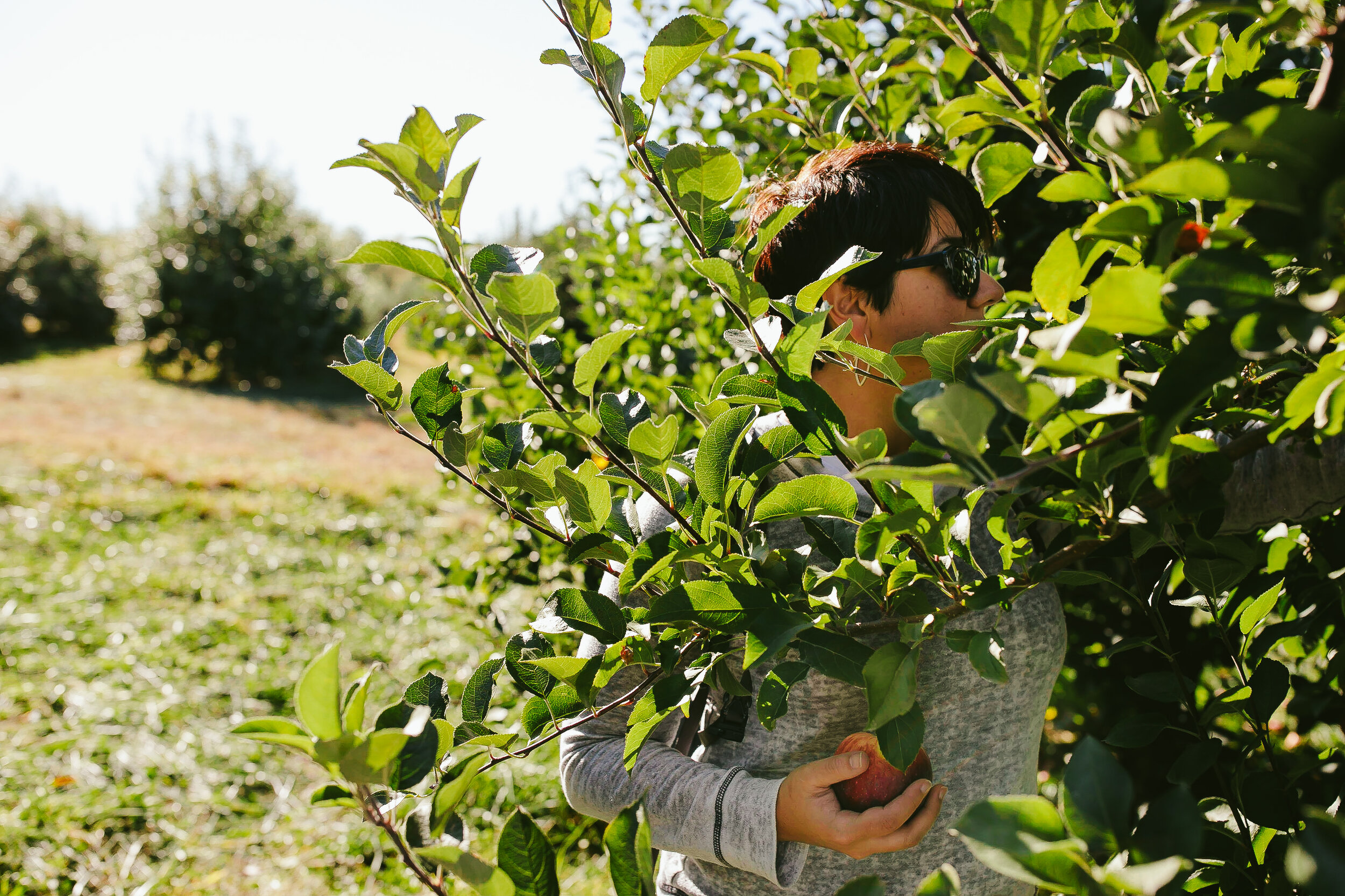 Orchard Apple Picking NY Family Photographer