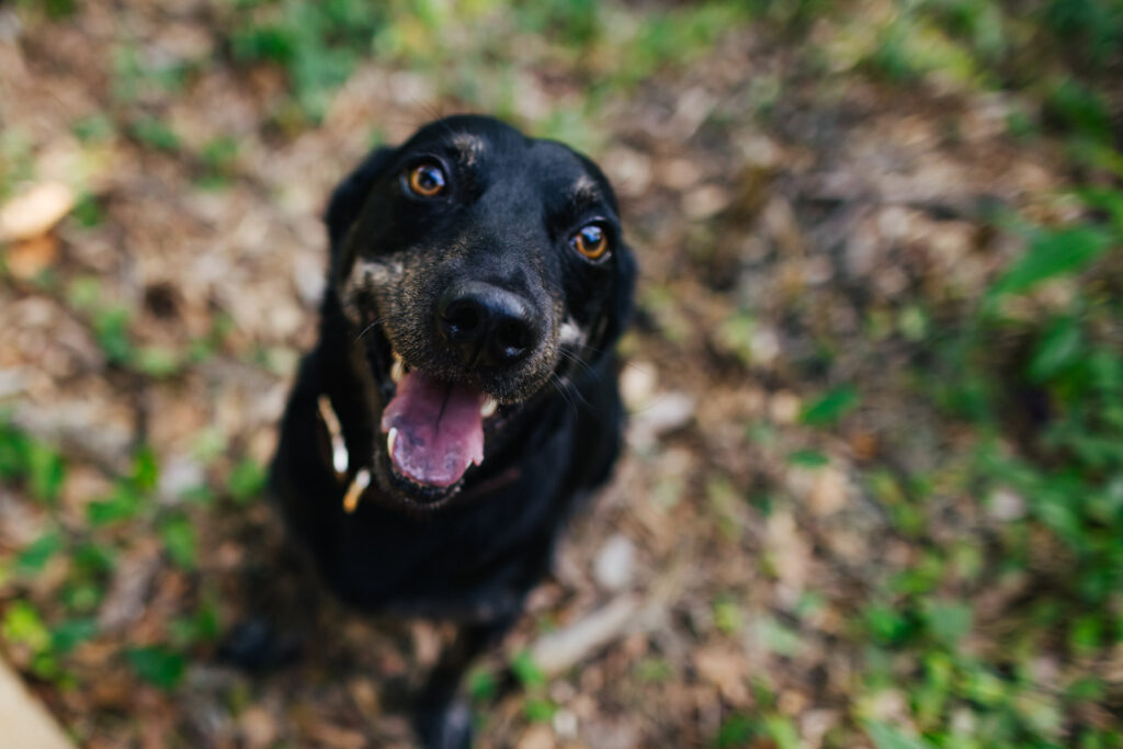 Cute Black dog portrait
