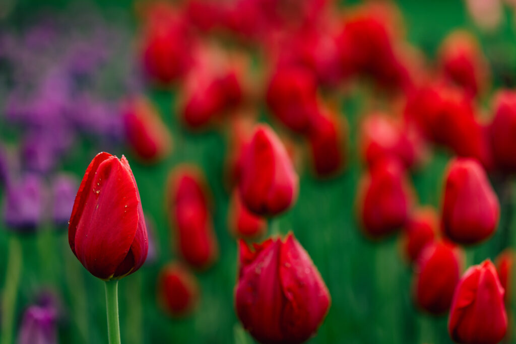 Washington Park Tulip Festival Photographer
