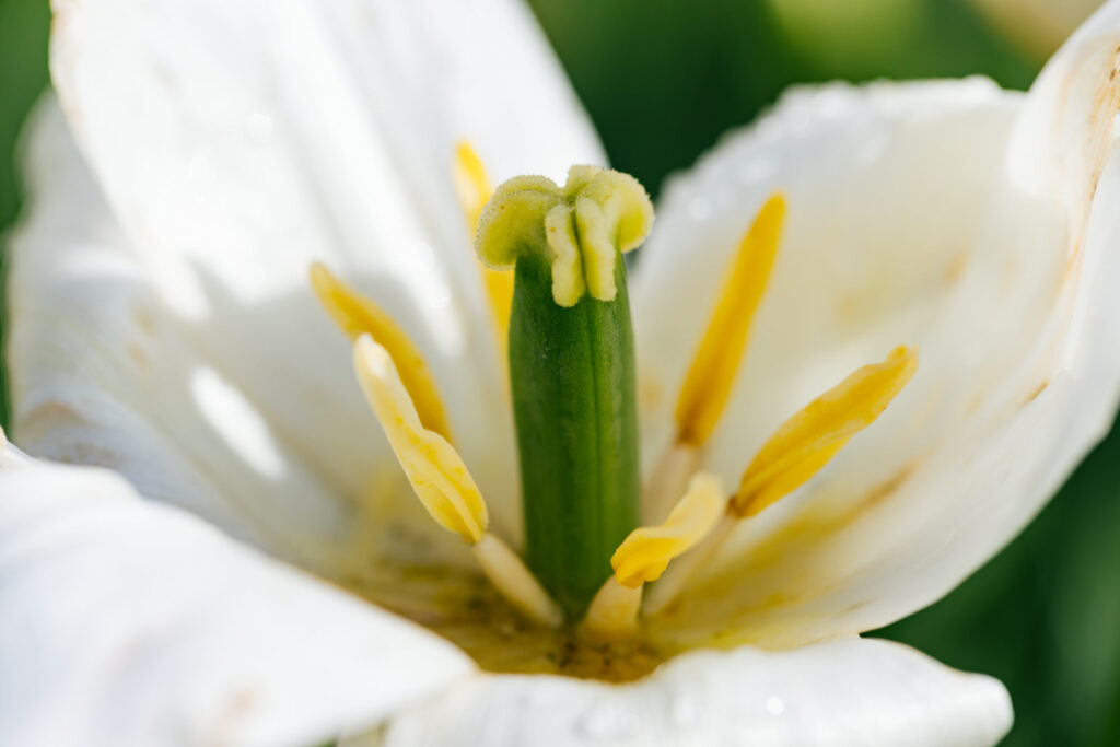 Washington Park Tulip Festival in Albany, New York