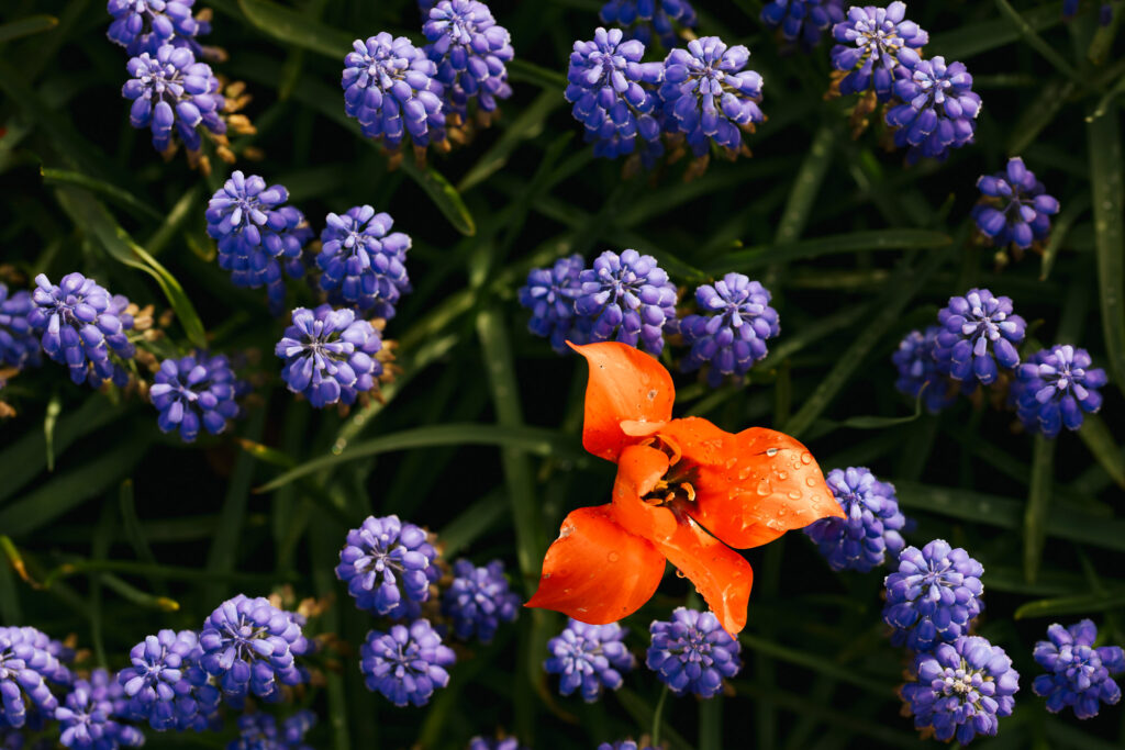 Washington Park Tulip Festival in Albany, New York