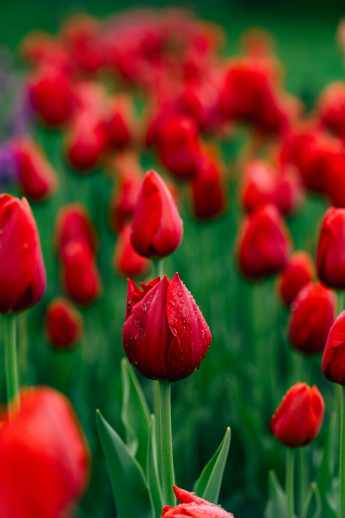 Washington Park Tulip Festival in Albany, New York