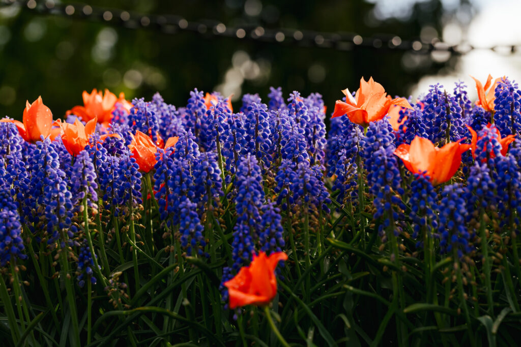 Washington Park Tulip Festival in Albany, New York