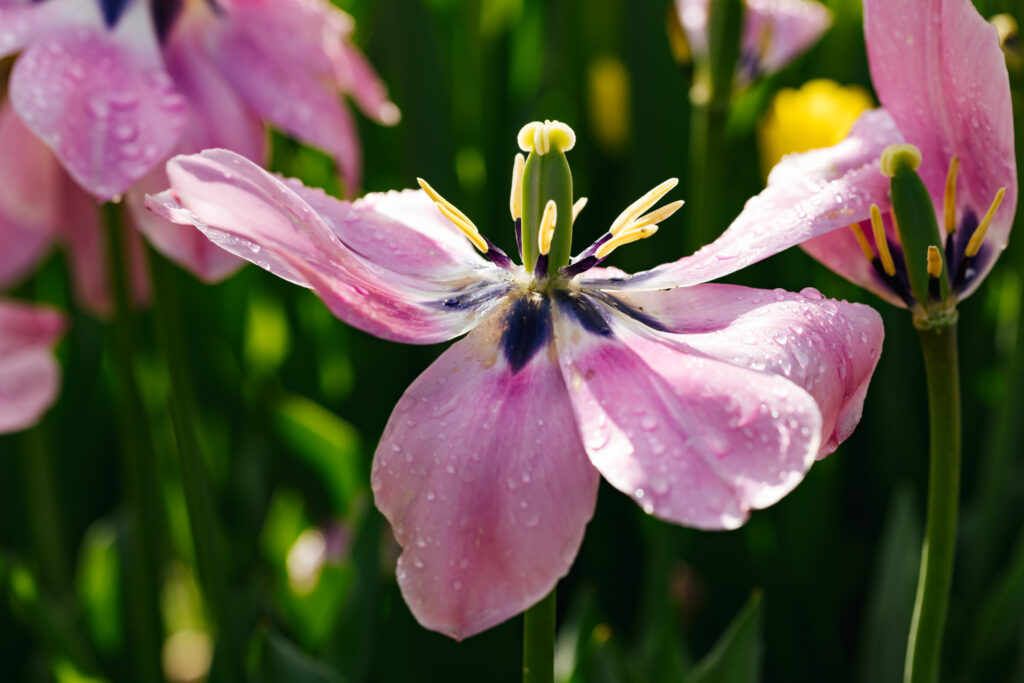 Washington Park Tulip Festival in Albany, New York