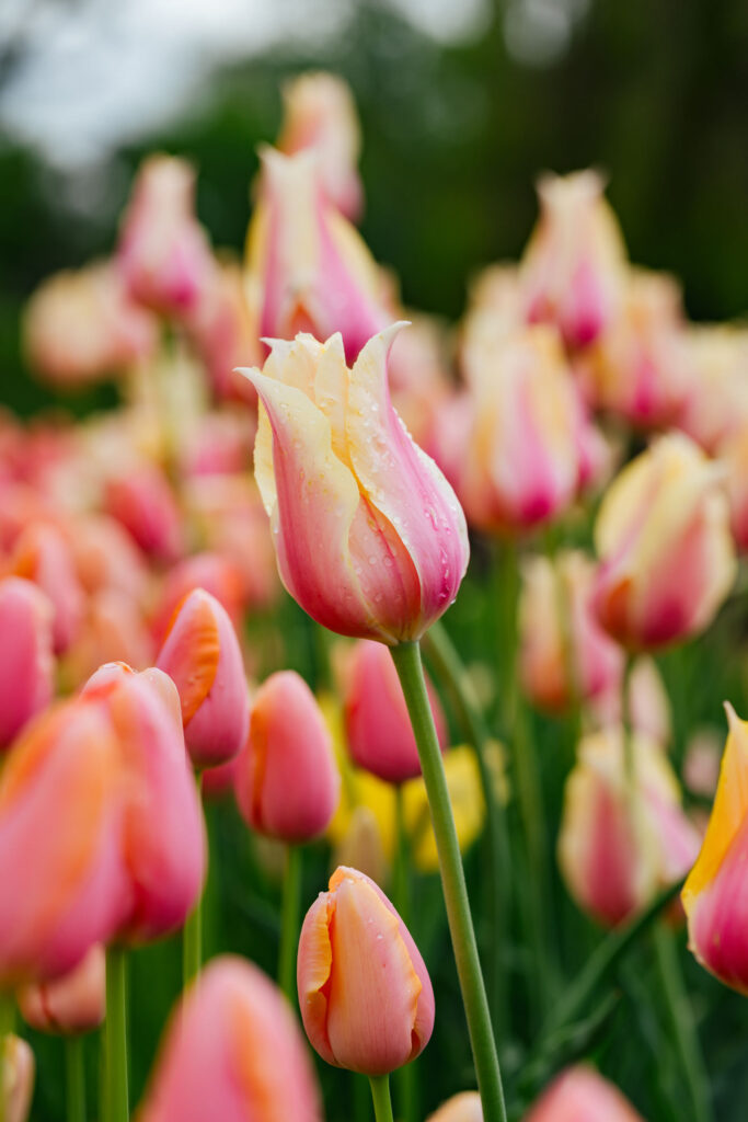 Washington Park Tulip Festival in Albany, New York