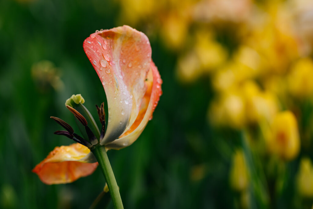 Washington Park Tulip Festival in Albany, New York