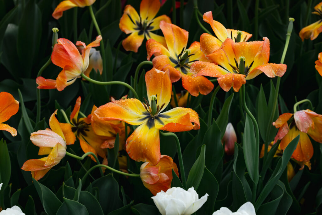 Washington Park Tulip Festival in Albany, New York