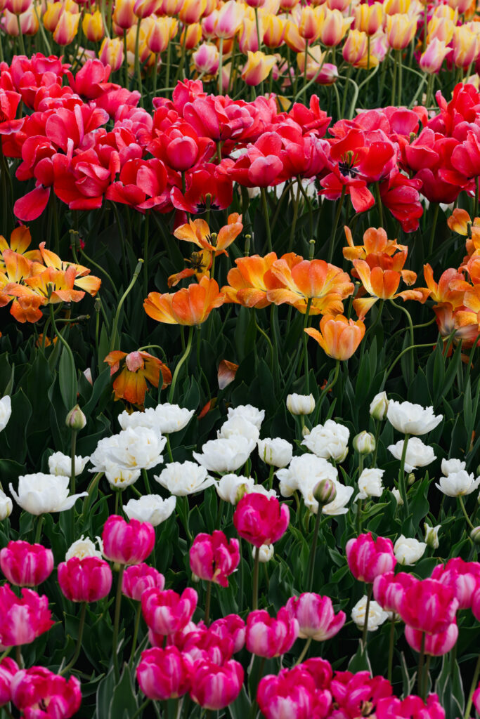 Washington Park Tulip Festival in Albany, New York