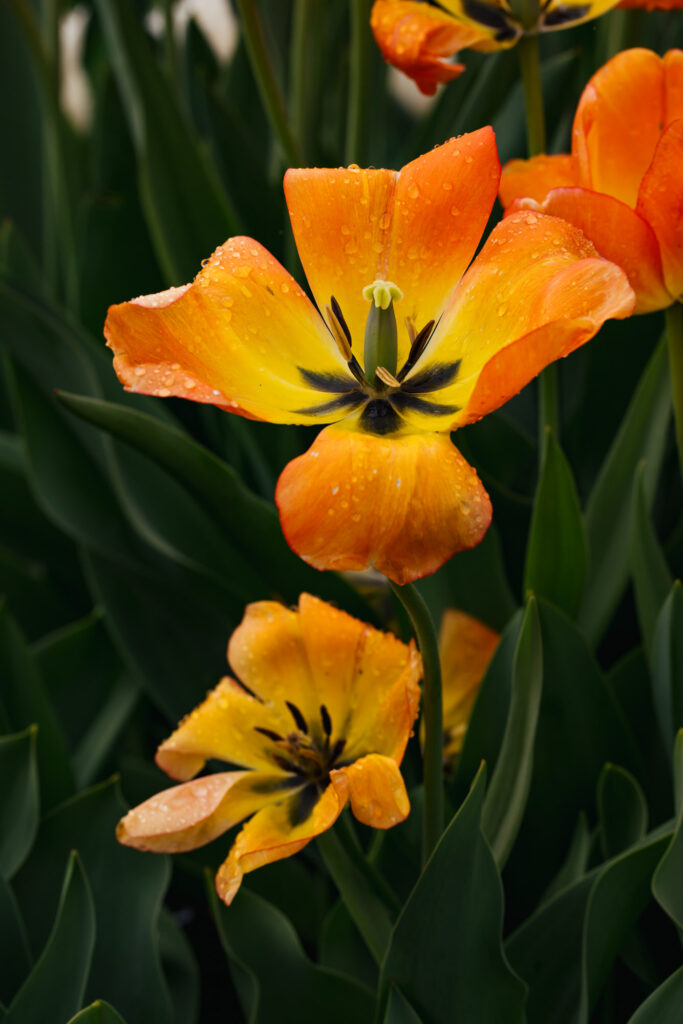 Washington Park Tulip Festival in Albany, New York