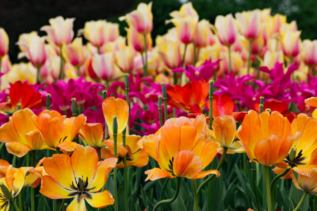Washington Park Tulip Festival in Albany, New York