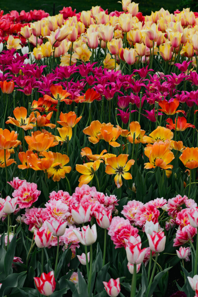 Washington Park Tulip Festival in Albany, New York