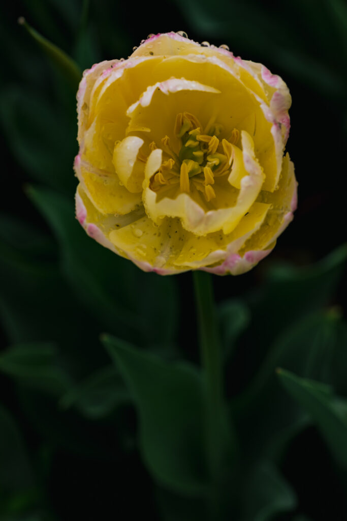 Washington Park Tulip Festival in Albany, New York