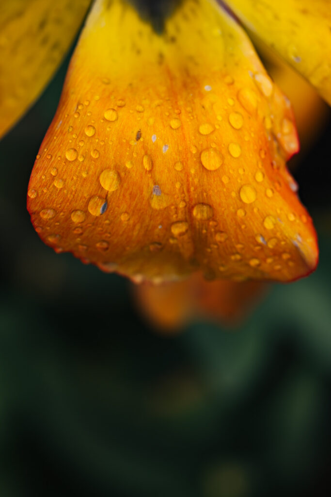 Washington Park Tulip Festival in Albany, New York