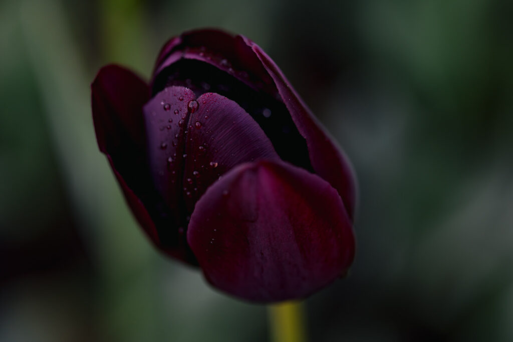 Washington Park Tulip Festival