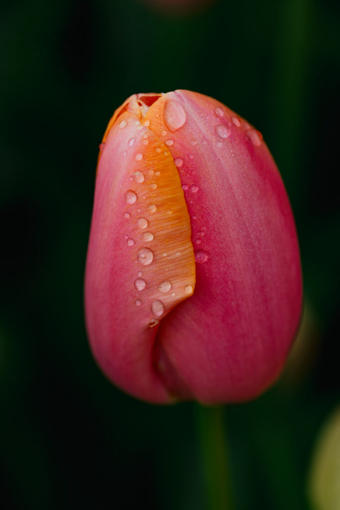 Washington Park Tulip Festival in Albany, New York
