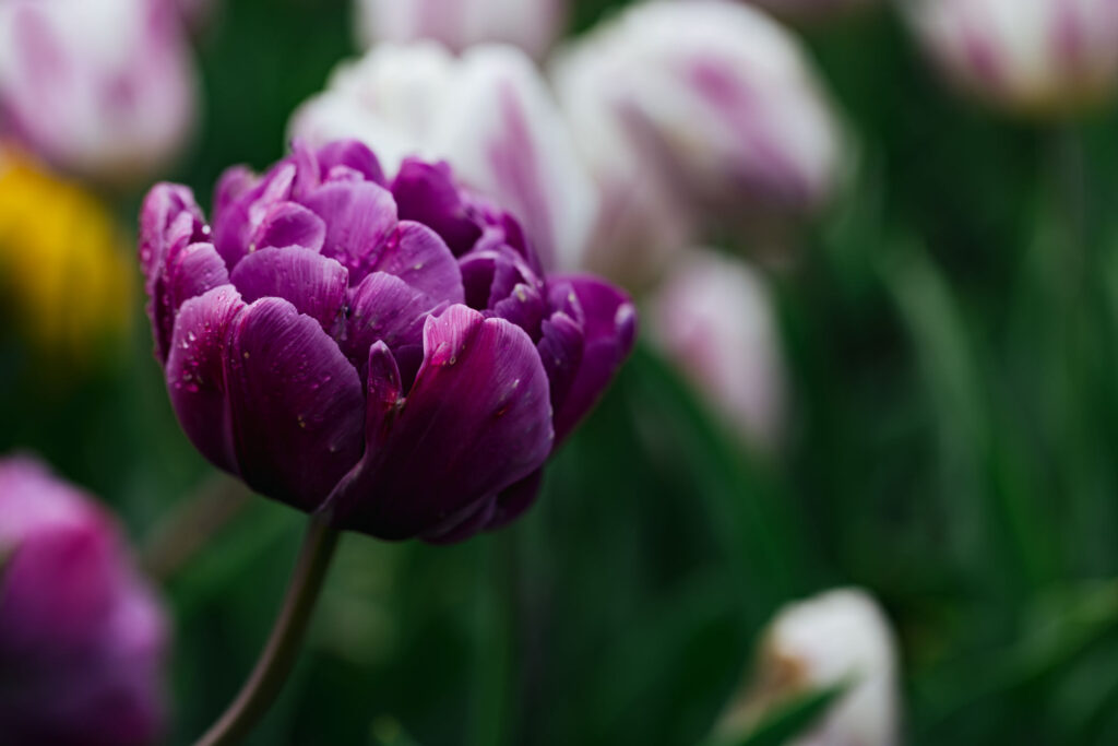 Washington Park Tulip Festival in Albany, New York