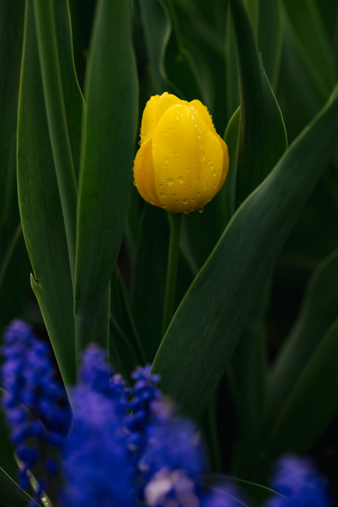Washington Park Tulip Festival in Albany, New York