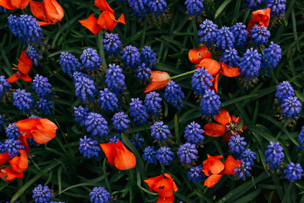 Washington Park Tulip Festival in Albany, New York