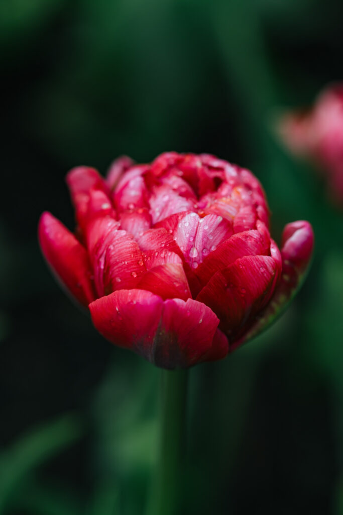 Washington Park Tulip Festival Photographer