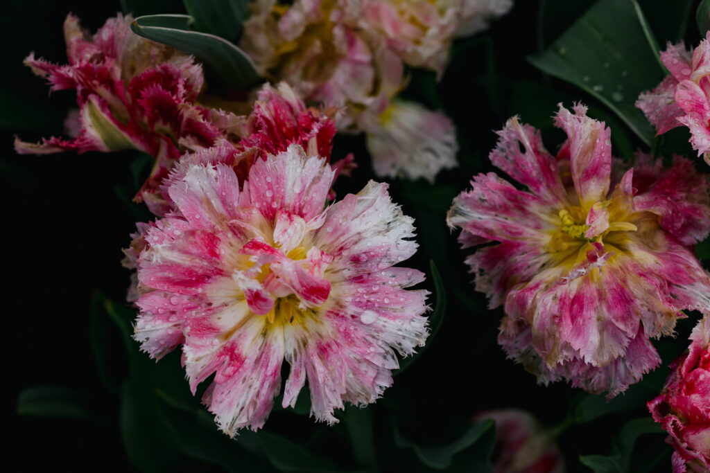 Washington Park Tulip Festival in Albany, New York
