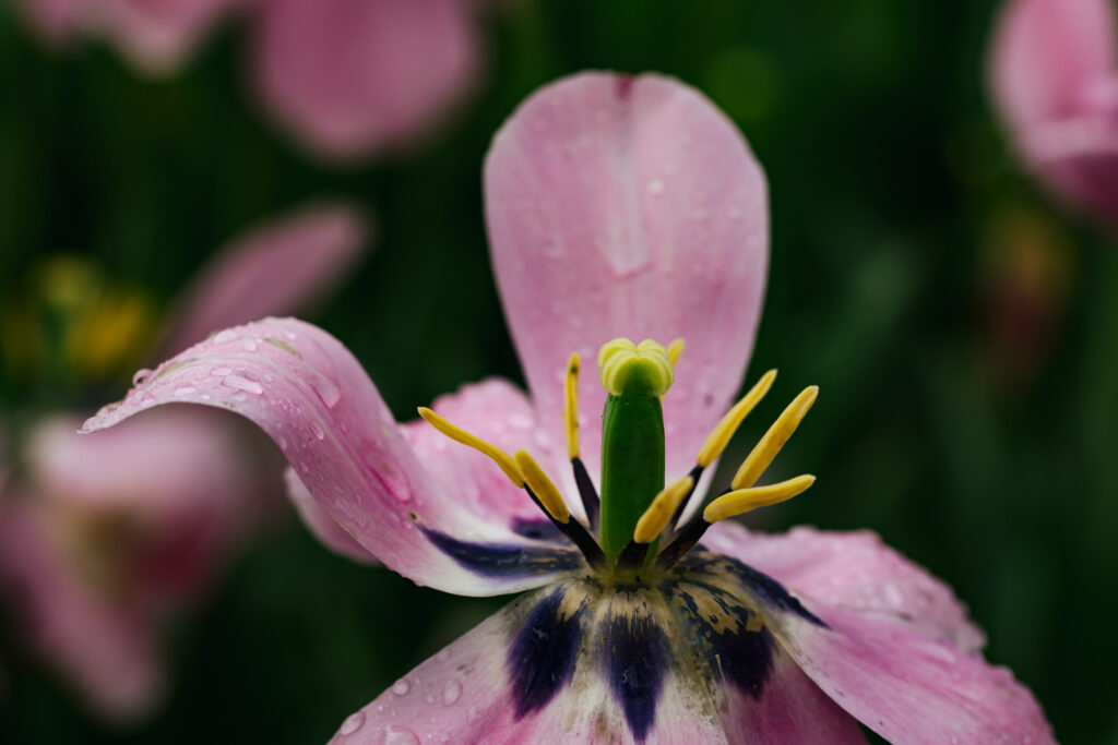 Washington Park Tulip Festival in Albany, New York