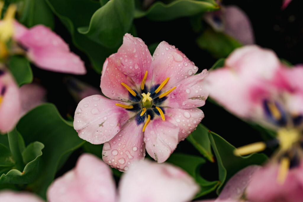 Washington Park Tulip Festival in Albany, New York