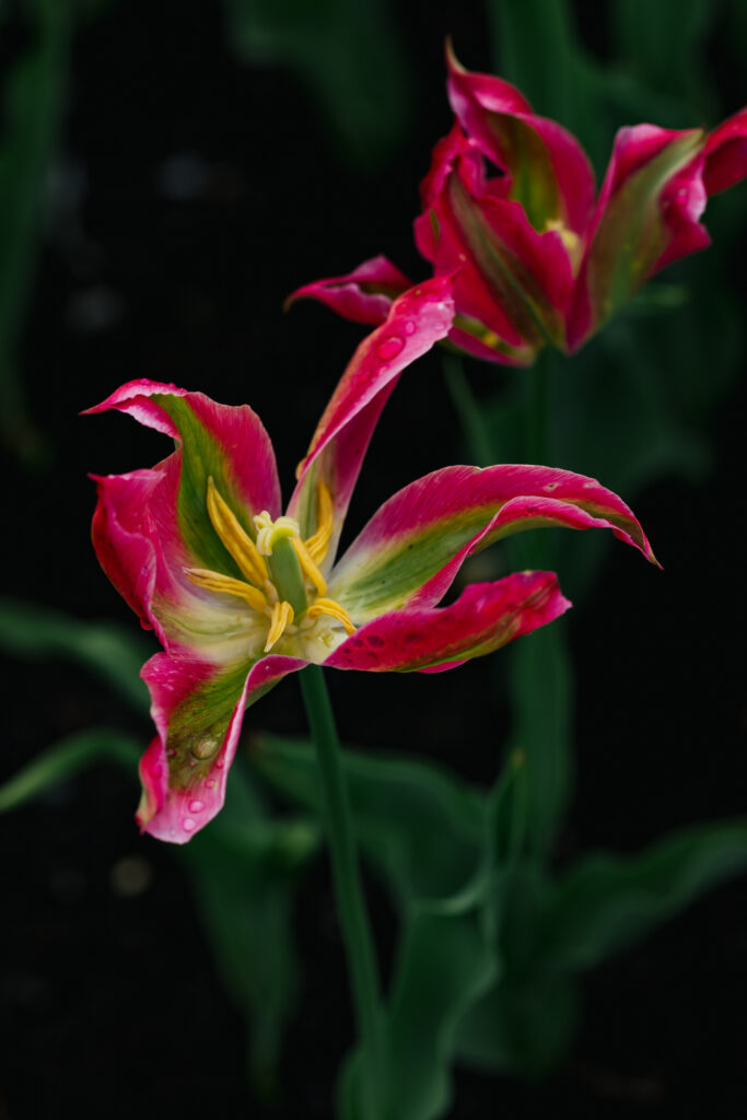 Washington Park Tulip Festival in Albany, New York
