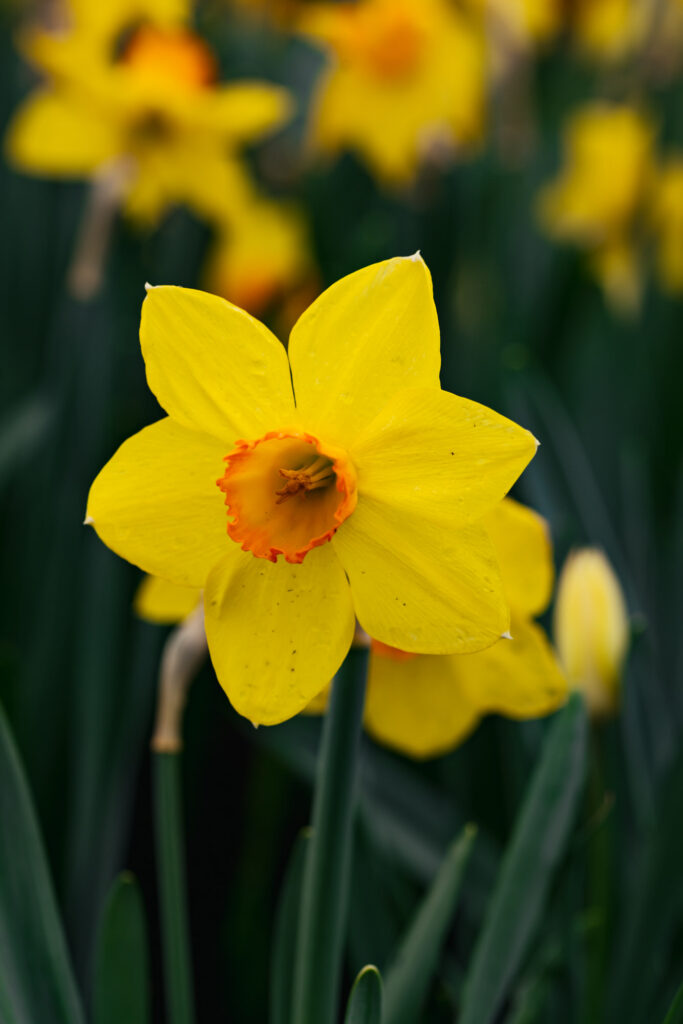 Washington Park Tulip Festival in Albany, New York