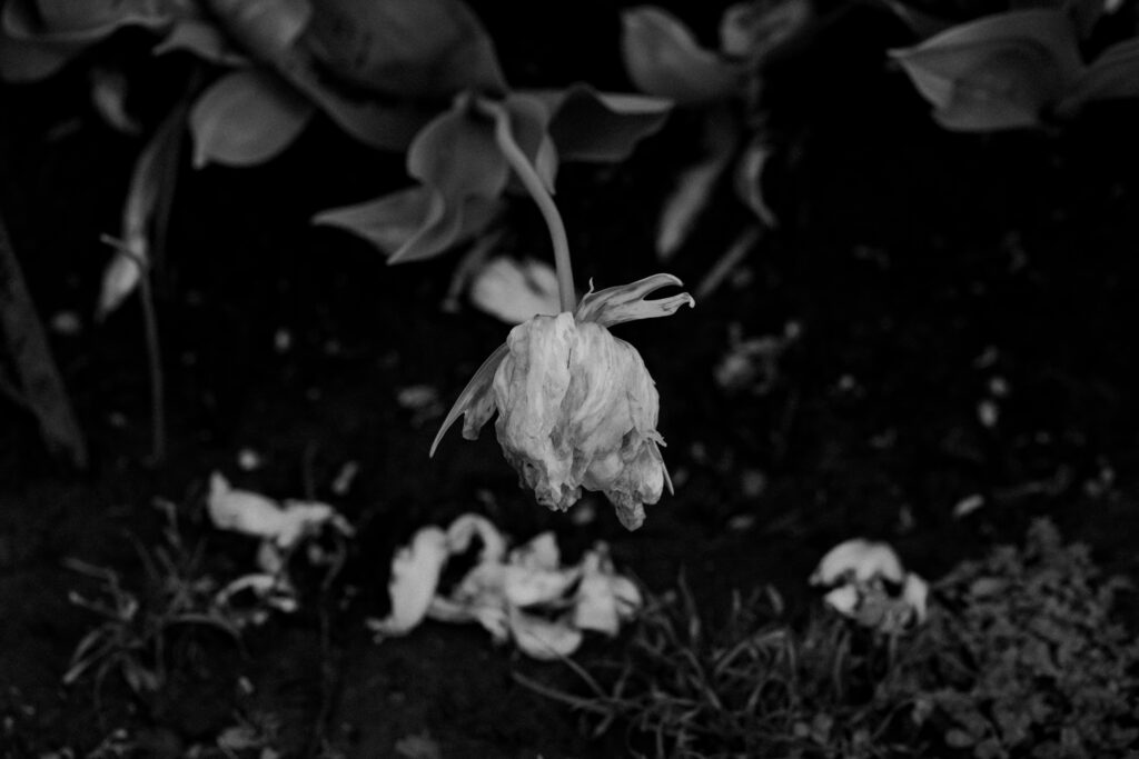 Washington Park Tulip Festival in Albany, New York
