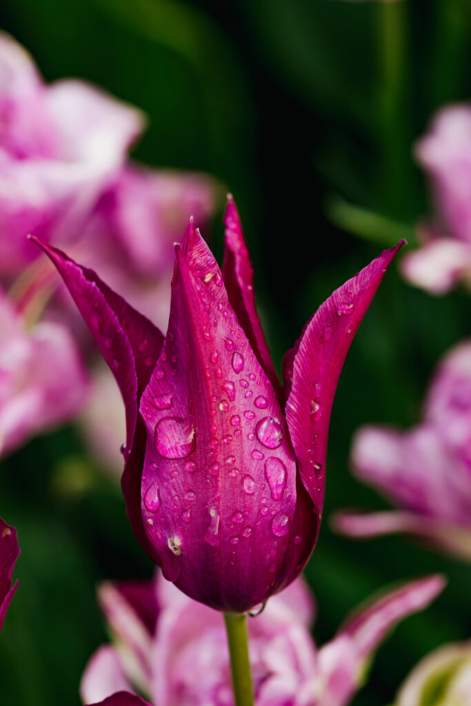 Washington Park Tulip Festival in Albany, New York