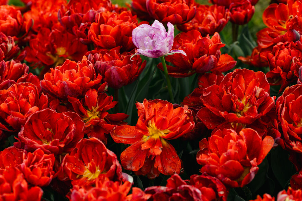 Washington Park Tulip Festival in Albany, New York