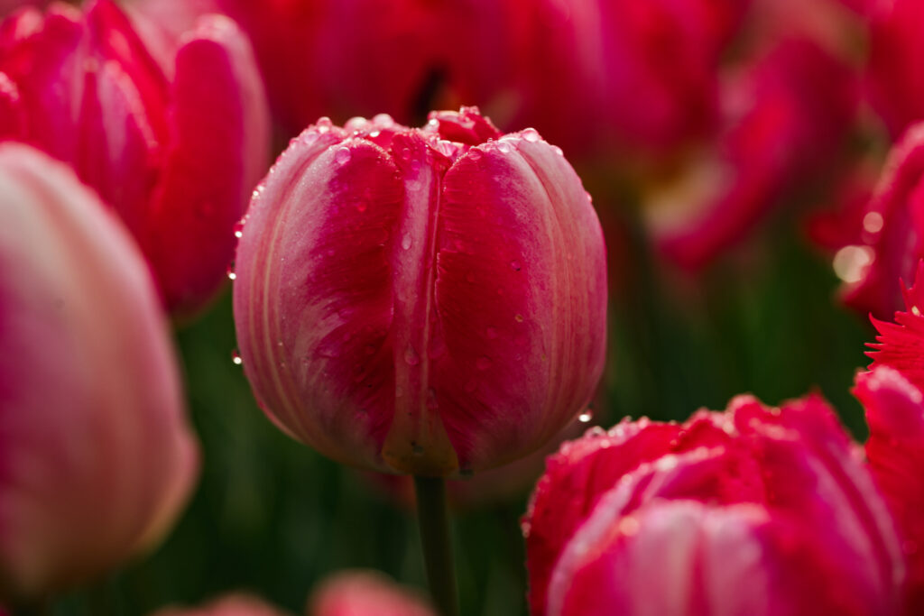 Washington Park Tulip Festival in Albany, New York