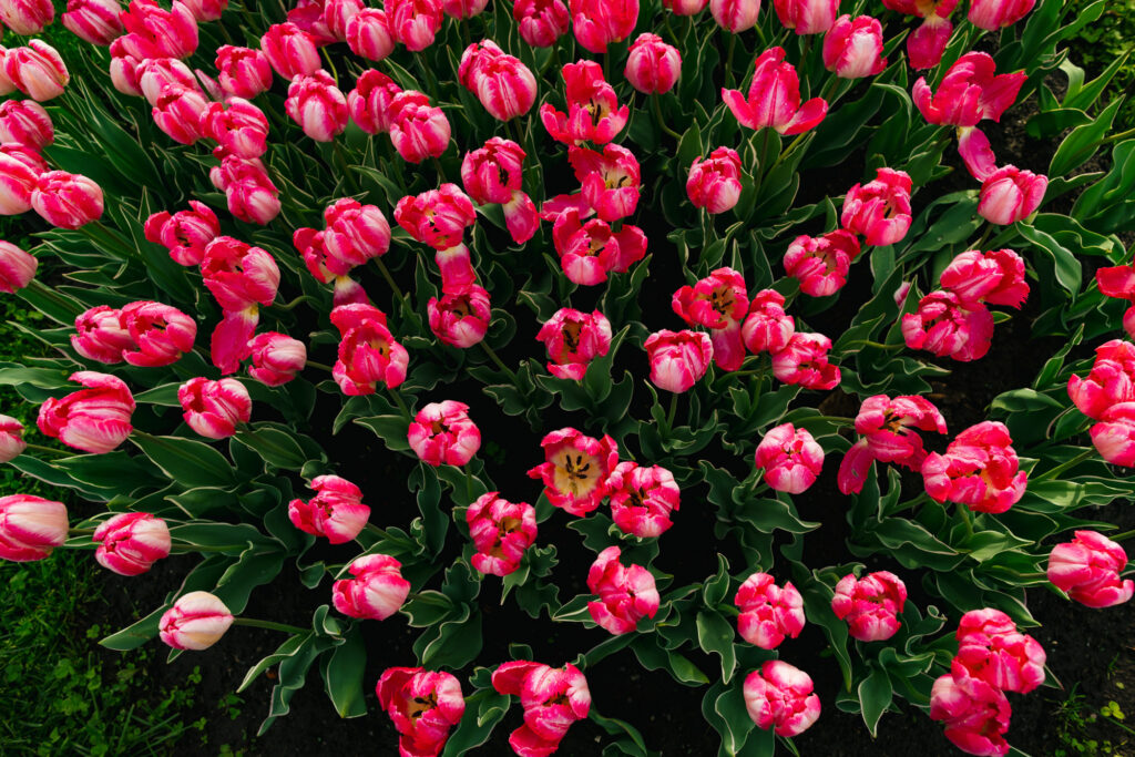 Washington Park Tulip Festival in Albany, New York