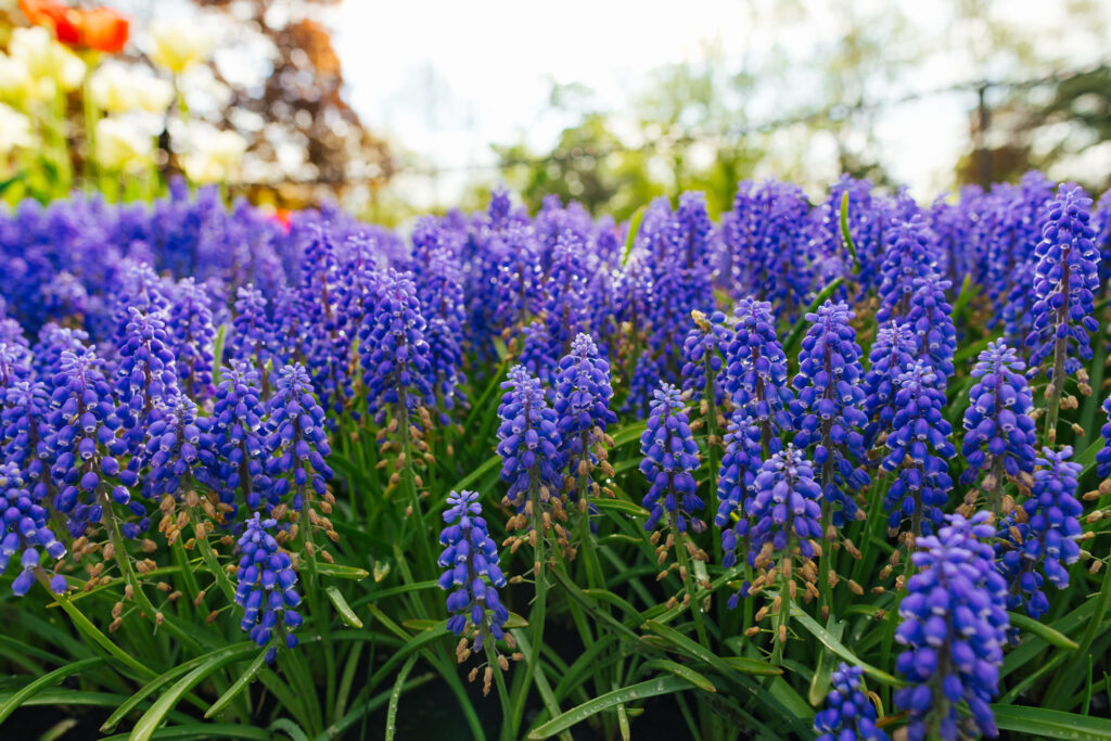 Washington Park Tulip Festival in Albany, New York