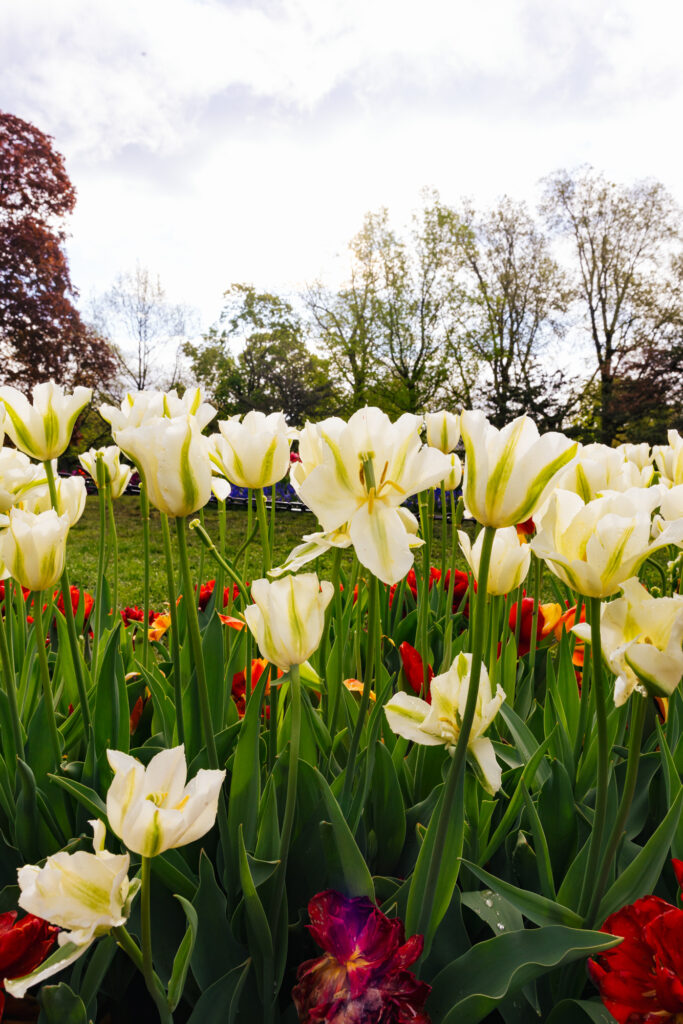 Washington Park Tulip Festival in Albany, New York