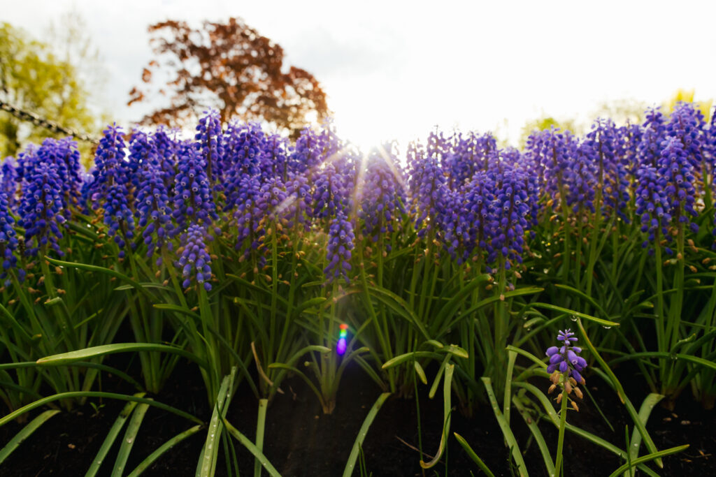 Washington Park Tulip Festival in Albany, New York