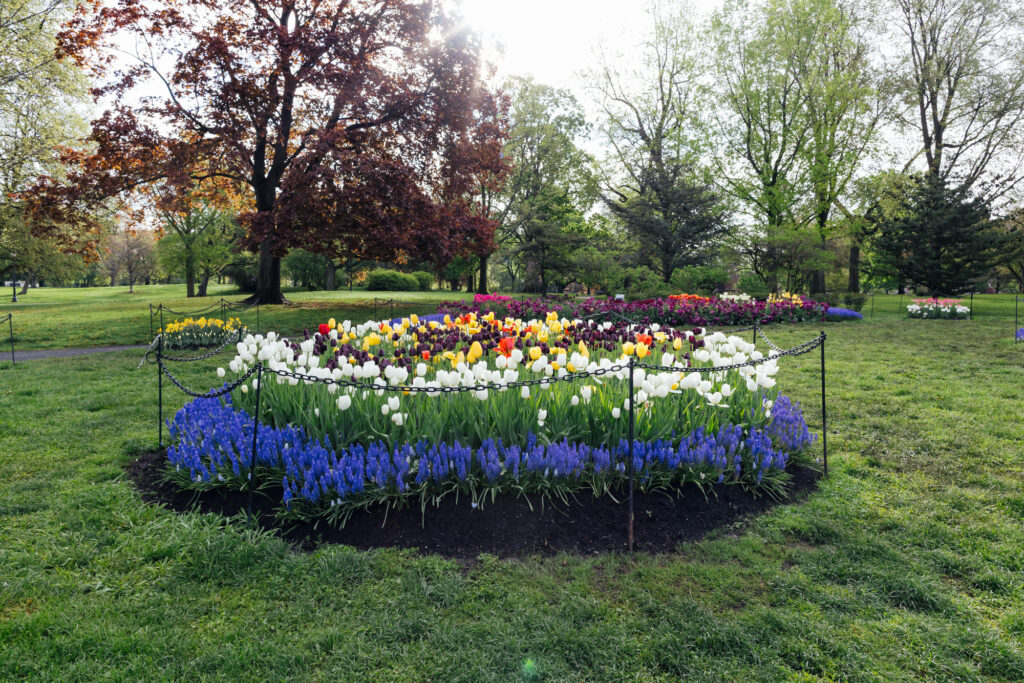 Washington Park Tulip Festival in Albany, New York