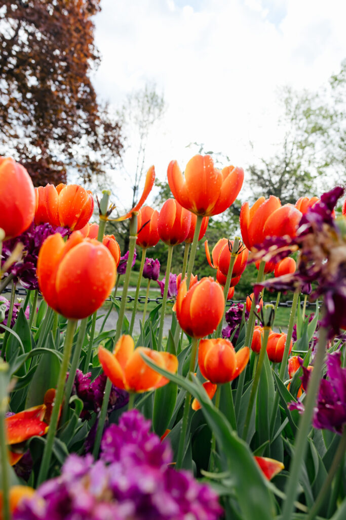 Washington Park Tulip Festival in Albany, New York
