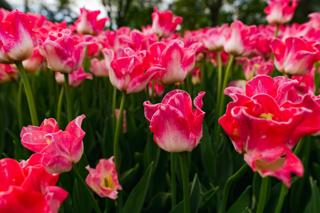 Washington Park Tulip Festival in Albany, New York