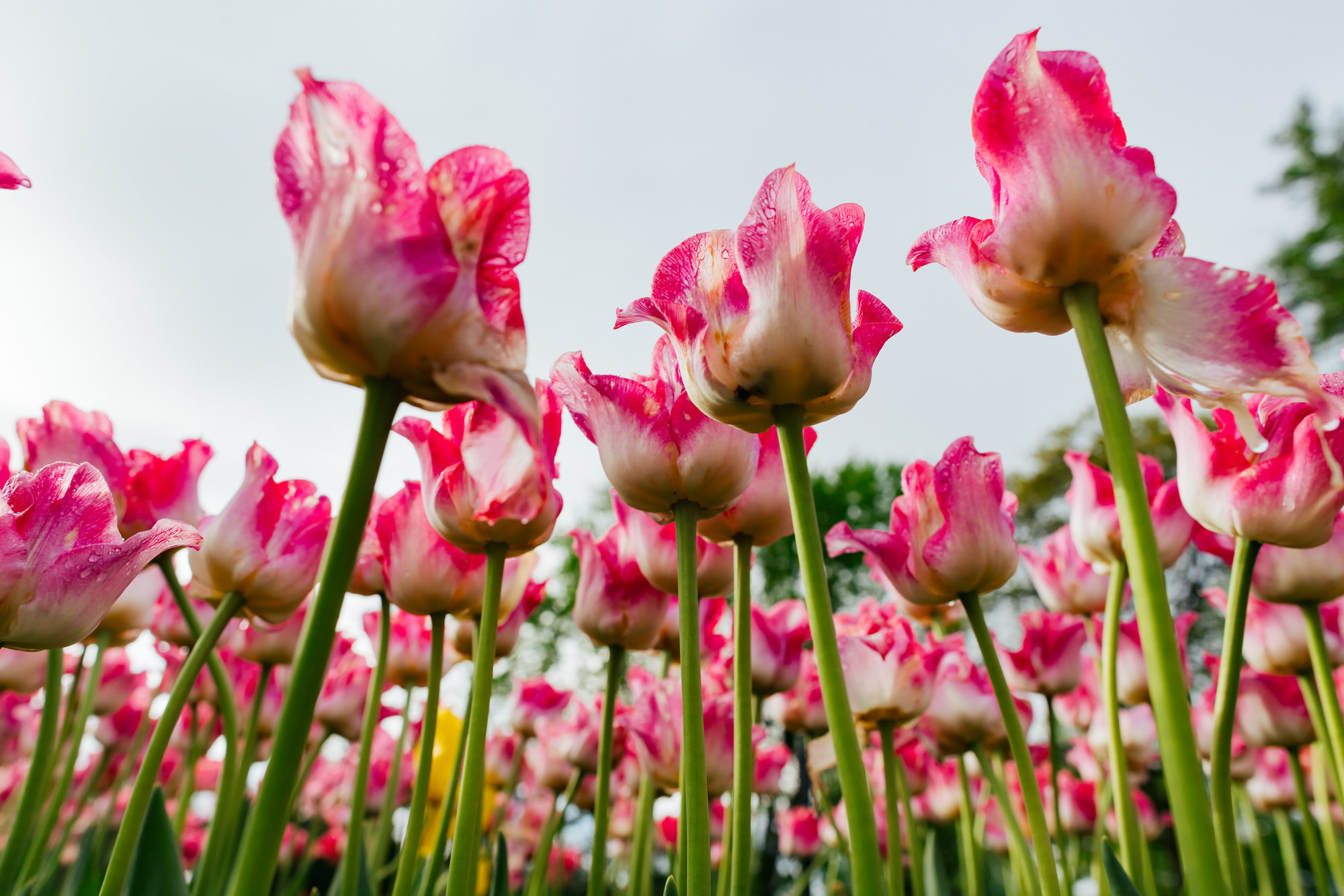 Washington Park Tulip Festival in Albany, New York