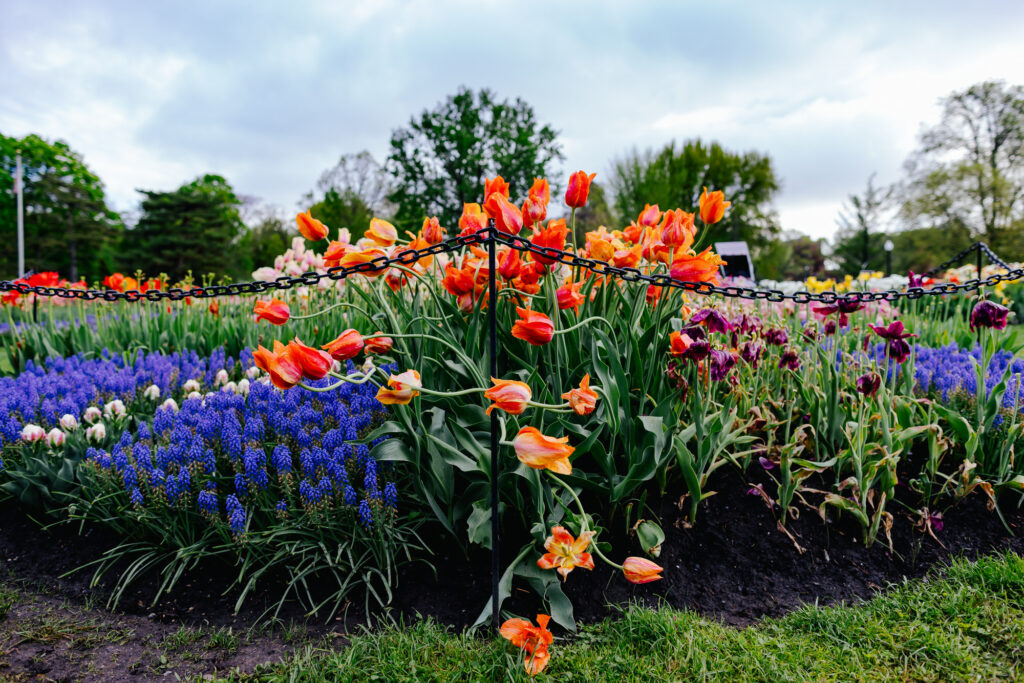 Washington Park Tulip Festival in Albany, New York