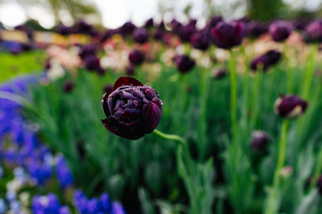 Washington Park Tulip Festival in Albany, New York