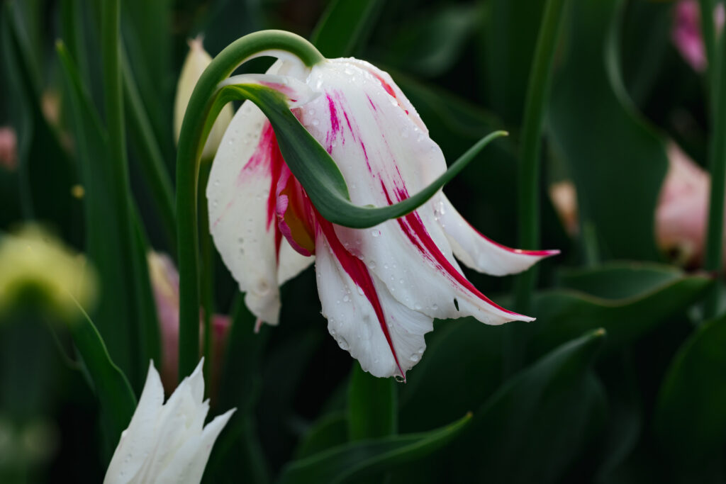 Washington Park Tulip Festival in Albany, New York