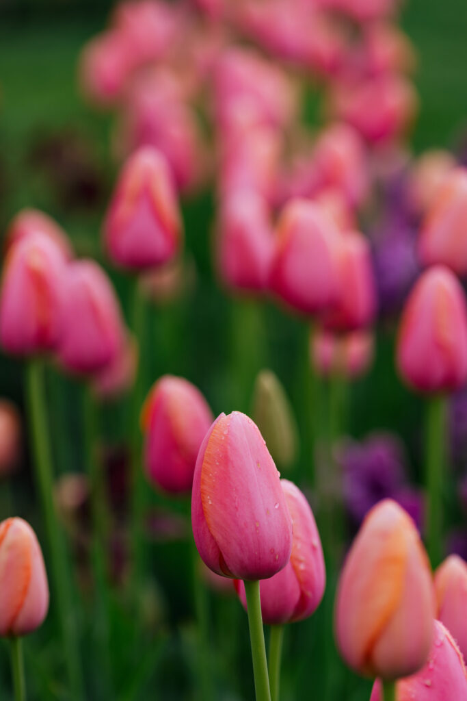 Washington Park Tulip Festival in Albany, New York