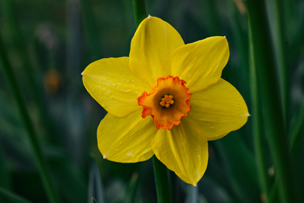 Washington Park Tulip Festival in Albany, New York