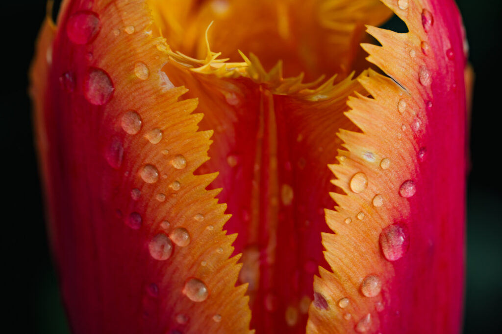 Washington Park Tulip Festival in Albany, New York