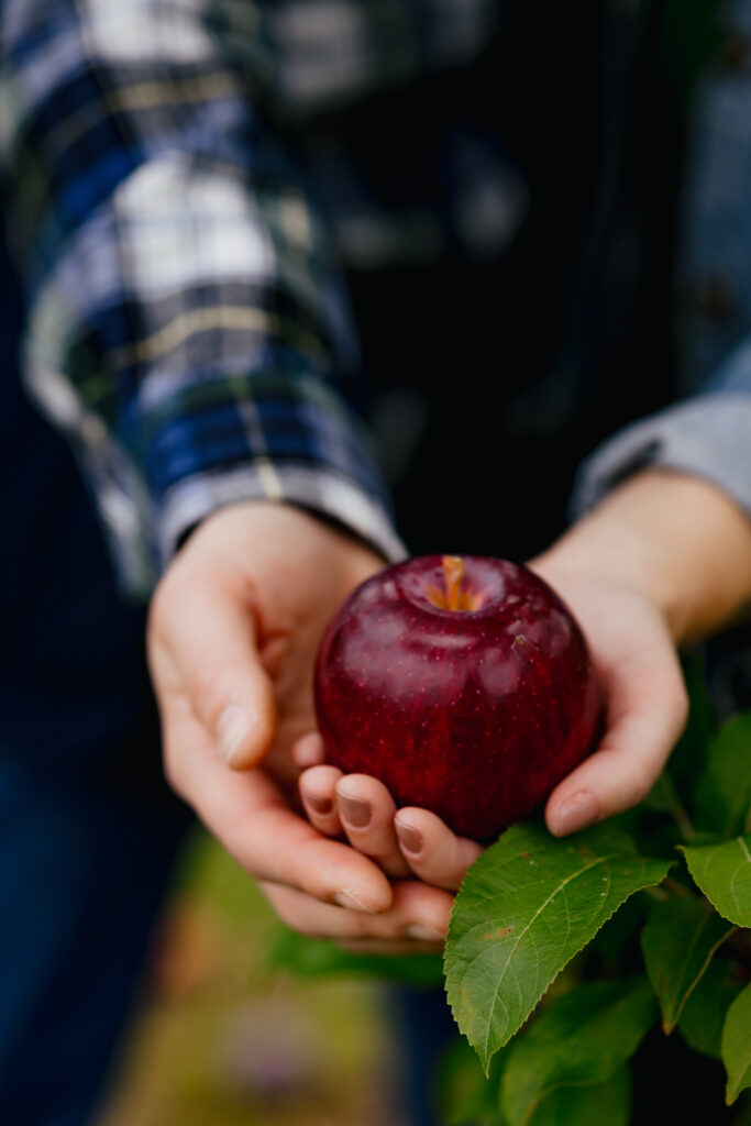 Fall Apple Picking Engagement Photos
