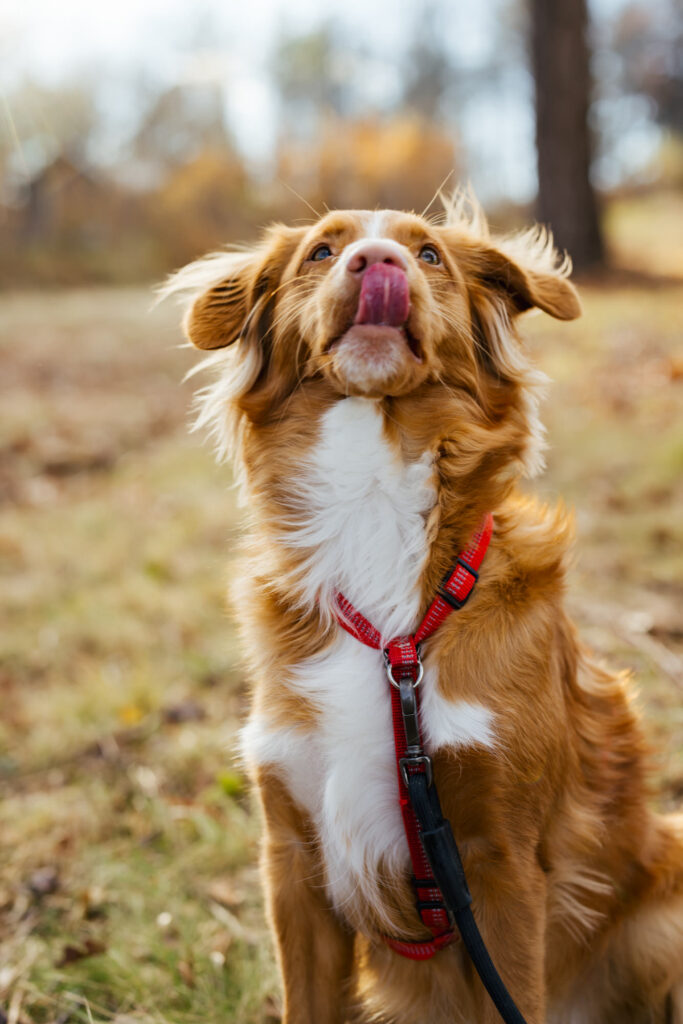 LGBTQ+ Proposal Photographer Hudson Valley New York