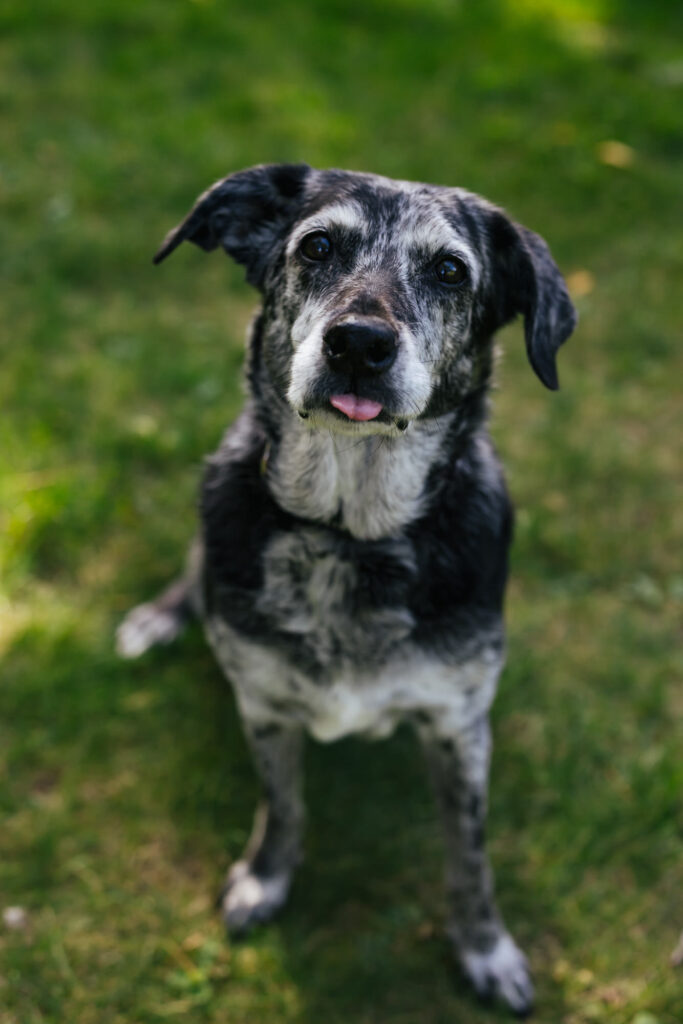 Lifestyle Family Pet Session