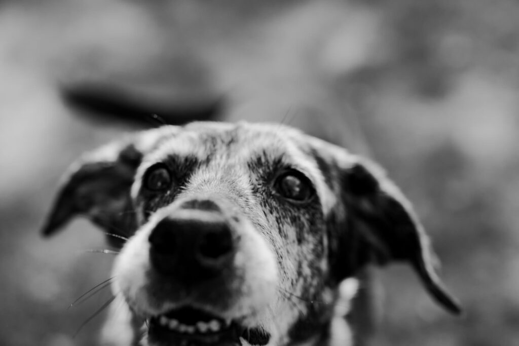 Albany Lifestyle Family Photography